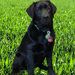 Labrador Retriever All Grown Up from Wages Labs