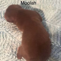 Moolah - White, chocolate and tan male Rat Terrier puppy in Lodi, California from Top Shelf Rat Terriers