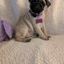 Pug Puppies from Lisa's Pugalicious Pugs