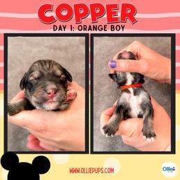 Orange - male Golden Mountain Doodle puppy in Boiling Springs, South Carolina from OlliePups, LLC