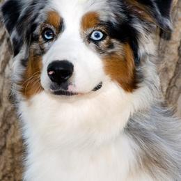 Australian Shepherds from Sundance Australian Shepherds