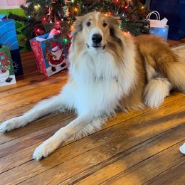 "Riley" Basset Hound and Collie All Grown Up from Collegiate Bassets and Rheign Collies
