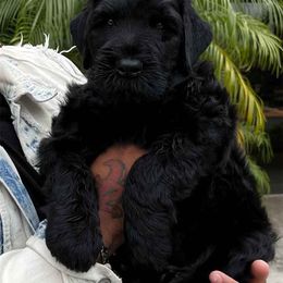 Black Russian Terrier Puppies from Black Beard Black Russian Terriers