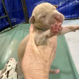 Lilac (possibly tanpoint.. looks like yes) - Silver male Great Dane puppy in Greenville, South Carolina from Allen’s Ridge Ranch