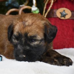 Luna - Wheaten female Soft Coated Wheaten Terrier puppy in Kirksville, Missouri from BellSharps Australian Shepherds