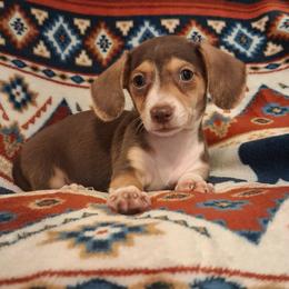 Lady - Piebald female Dachshund puppy in Branford, Florida from Mbjs Doxies and chihuahuas