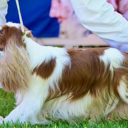 Pumbaa - Cavalier King Charles Spaniel