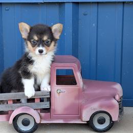 Paisley Ann - Black and tan female American Corgi puppy in Lufkin, Texas from Texas Lil Cowdogs