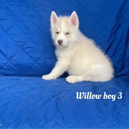 Willow boy 3 - Sable and white male Siberian Husky puppy in Ocala, Florida from Florida Husky Puppies