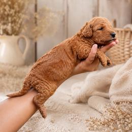 Princess Leia Organa - Red  female Poodle puppy in Spring Hills, Florida from The Olympus Standard Poodle