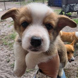Ivy's Boy 3 - Red male Pembroke Welsh Corgi puppy in Middleburg, Florida from Mulkeys Little Corgis