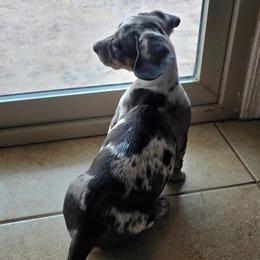 Hank - Dapple male Dachshund puppy in Buckeye, Arizona from Sweetwater Dachshunds