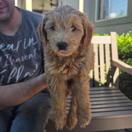 River - Parti female Goldendoodle puppy in Layton, Utah from Lauralyn's Goldendoodles