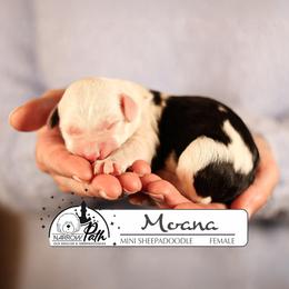 Moana - Black and white female Sheepadoodle puppy in Cleveland, Tennessee from Narrow Path Old English & Sheepadoodles