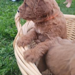 Goldendoodle Puppies from 3 Willows Goldendoodles