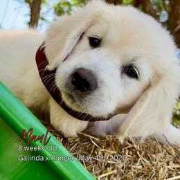 Maul - Light golden male Golden Retriever puppy in Cashion, Oklahoma from Aurum Purus Golden Retrievers
