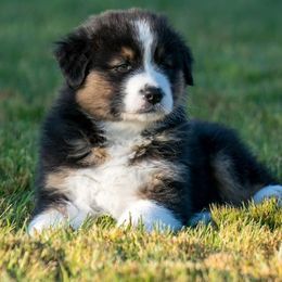 Australian Shepherd Puppies from Navarro Australian Shepherds
