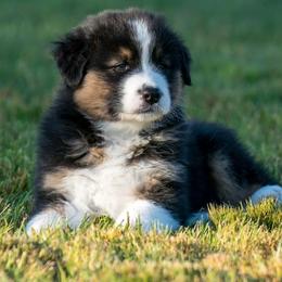 Australian Shepherd Puppies from Navarro Australian Shepherds