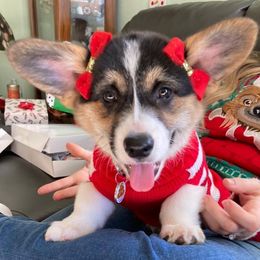 Pembroke Welsh Corgi Puppies from Gardner Corgis