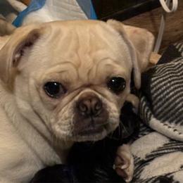 Piper - Pug