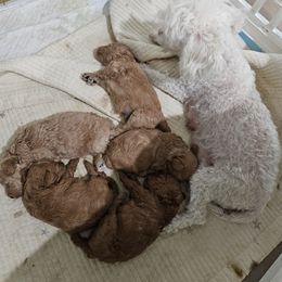 Poodle puppies from Poodle house CA