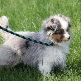 Ricky - Blue merle male Miniature American Shepherd puppy in Tiskilwa, Illinois from First Harmony Farms