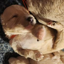Boy 4 - Apricot male Labradoodle puppy in Fostoria, Michigan from North Country Kennel Club