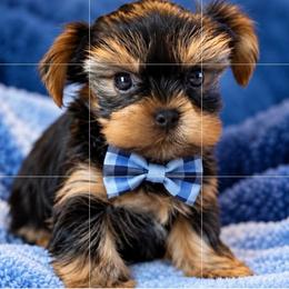 Waylon - Black and tan male Yorkshire Terrier puppy in Jacksonville, Florida from The Yorkie Shack