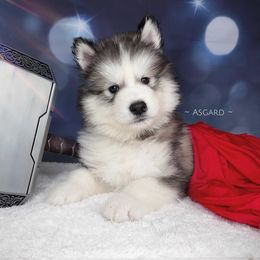 Brown collar M - Alaskan Malamute puppy in Spokane, Washington from Asgard Wooly Malamutes
