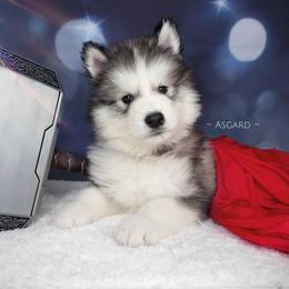 Brown collar M - Alaskan Malamute puppy in Spokane, Washington from Asgard Wooly Malamutes