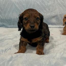 Simon- AKC - Red male Dachshund puppy in Gainesville, Texas from Diamond B Doxies