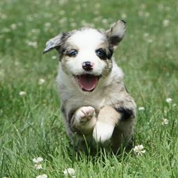 Girl 5 - female Australian Shepherd puppy in Holmesville, Ohio from Coffee Run Spring at Miller Farms