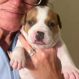 Jameson - Red male American Staffordshire Terrier puppy in Marietta, Georgia from Ambition Amstaffs