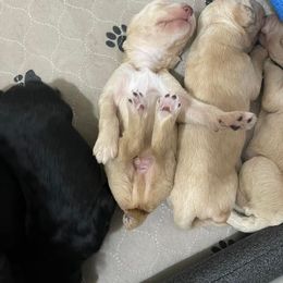 Goldendoodle and Poodle Puppies from SnickerDoodlePups