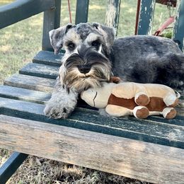 Miniature Schnauzer Puppies from Texas Schnauzers