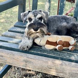 Miniature Schnauzer Puppies from Texas Schnauzers
