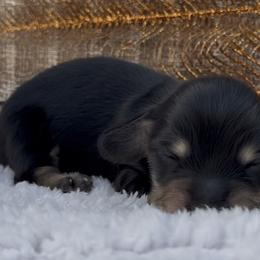 Merci male 2 - Black and cream male Dachshund puppy in Desloge, Missouri from Snows Doxies