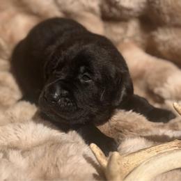 Trek - Black male Labrador Retriever puppy in Sweet Home, Oregon from Knotty Creek Labradors