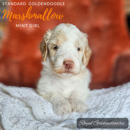 Marshmallow - Parti Goldendoodle puppy in El Campo, Texas from Royal Goldendoodles
