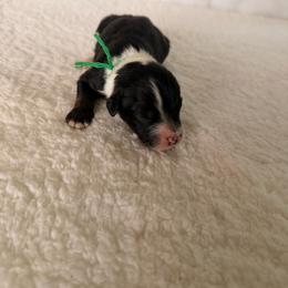 Iron man - Black and white male Bernedoodle puppy in Luana, Iowa from Country View Bernedoodles and Goldendoodles