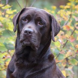 Labrador Retrievers from Hampshire Kennel