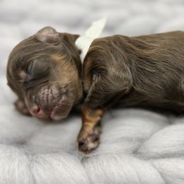 Charmeine - Red phantom Aussiedoodle puppy in Chattanooga, Tennessee from Remedy Ridge Aussiedoodles