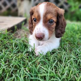 Dachshund Puppies from Leslie Martinez