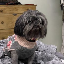 Maci - Shih Tzu
