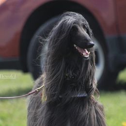 Afghan Hounds from Sukara Hounds