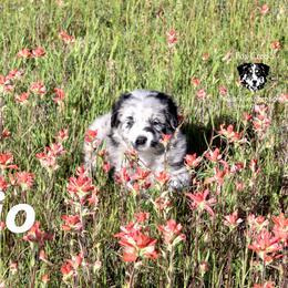 Rio - Blue merle Australian Shepherd puppy in Honey Grove, Texas from Fox Creek