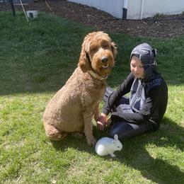 Shakira - Goldendoodle