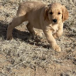 Tucker - Golden male Golden Retriever puppy in Wellington, Colorado from High Country Golden Retrievers