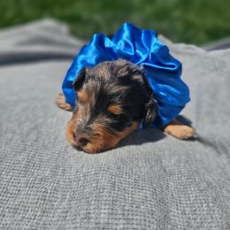 Sparkler - Merle female Cavapoo puppy in Decatur, Illinois from Petite Pups