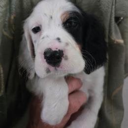 Rosie 5 - Blue belton and tan (tri-color) female English Setter puppy in Morrice, Michigan from Wild Bird Setters